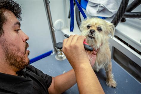 Mobile dog grooming service. Enjoy stress-free grooming with Happy Spa Dogs, the leading mobile dog grooming service in San Diego County. Book your pup's pampering today! Skip to content. Be Your Dog's Hero. Schedule with our Mobile Groomer. Book Now. Get Grooming Quote. OR. 858-500-5899. Home. Services. Locations. About. 