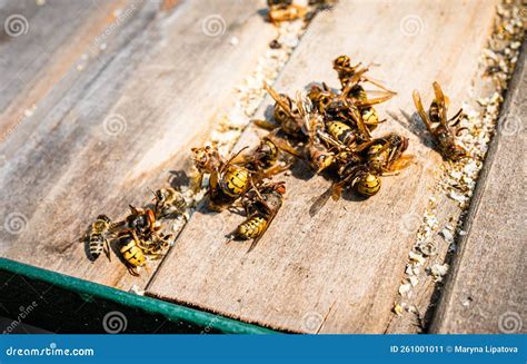 Mobs of honeybees suffocate hornets to death ScienceBlogs