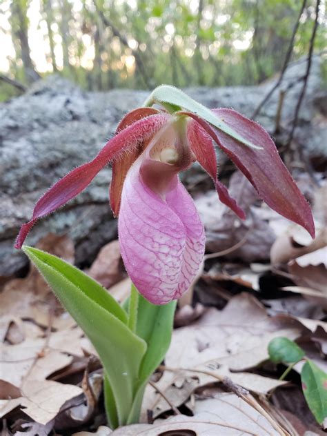 The meaning of MOCCASIN FLOWER is any of several lady's slippers (genus Cypripedium); especially : a once common woodland orchid (C. acaule) of eastern North America with pink or white moccasin-shaped flowers.