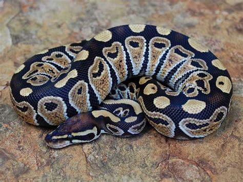 Mocha - Morph List - World of Ball Pythons