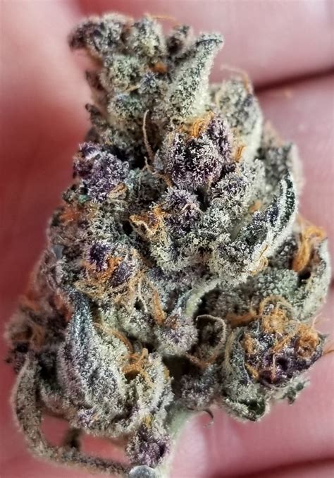 Description: Mochi Runtz Strain is a hybrid cannabis strain created by crossing Thin Mint GSC strain with Sunset Sherbet strain, resulting in gorgeous, dense buds that produce a sweet and fruity berry flavor with a rich sour mint exhale that may be perfect for sparking creativity. Note:. 