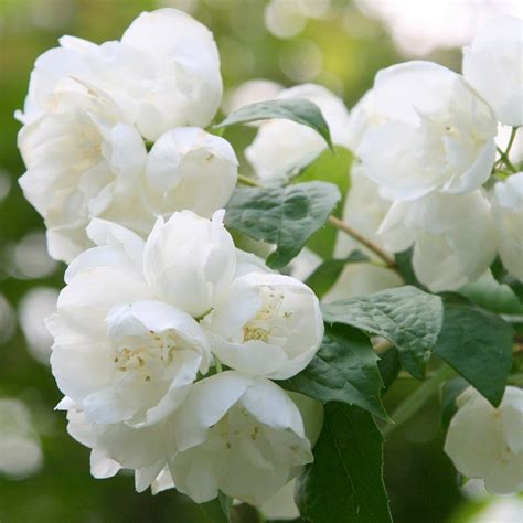 Mock Orange Philadelphus