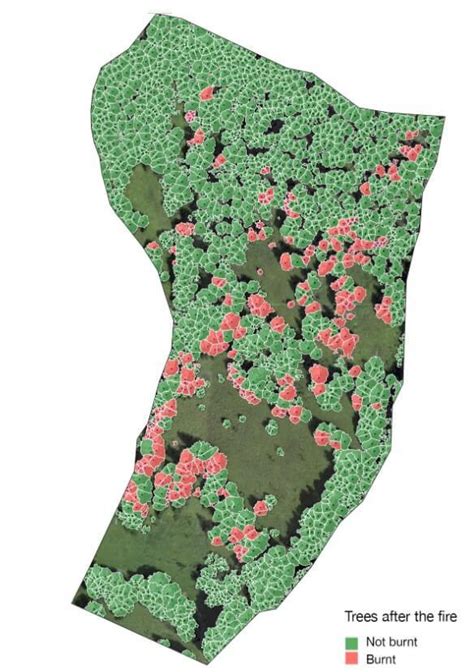 Modeling avalanche protection in forests Mirage News