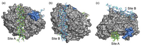 Modelling Protein Docking using Shape Complementarity, …