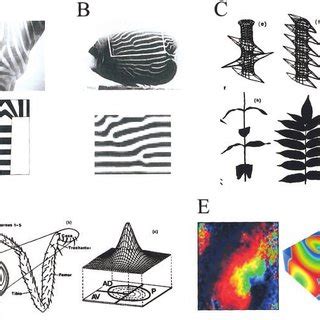 Models of biological pattern formation, based on coupling shortrange