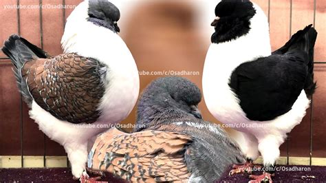 Modena Pigeon Color Chart