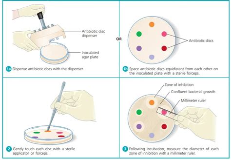 Modified KirbyBauer disc diffusion method for Antimicrobial