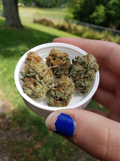 Modified Muffins is a hybrid strain known for its captivating aroma of sweet and fruity notes, reminiscent of freshly baked blueberry muffins, with hints of citrus and delicate florals. Its flavor profile mirrors the aroma, offering a delightful combination of sweet blueberry muffin, zesty citrus, and a subtle earthiness on the exhale.. 