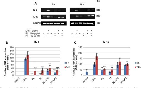 Modulation of T cell response by Phellinus linteus - PubMed