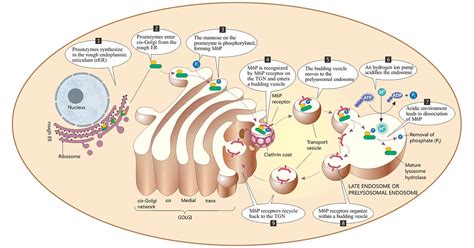 Modulation of the transport of a lysosomal enzyme by PDGF