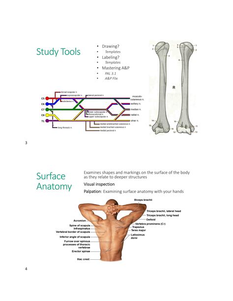 Module 0 (Part II) Introduction to Anatomy Anatomy 337 eReader