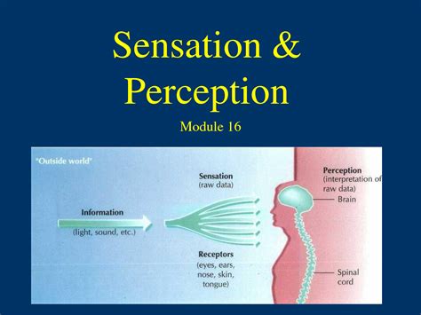 Module 16 Sensation & Perception Flashcards Quizlet