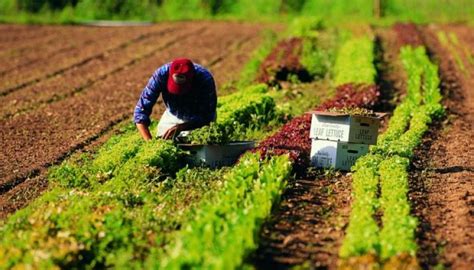 Modulo Pagamento AFAV - Regione Calabria - Settore Agricoltura