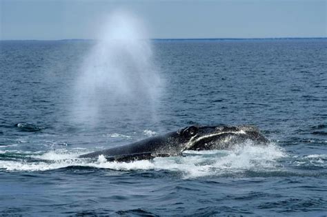 Moir: How to win the fight to save lives of whales