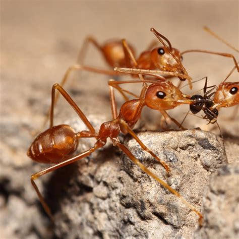 Moisture ants. Moisture ants, also known as cornfield ants, are dark brown ants that nest in soil and invade homes near water leaks. Learn how to prevent and treat moisture ant … 
