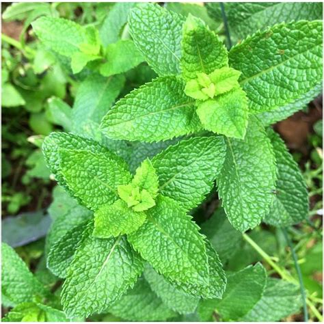 Mojito mint plant. May 1, 2023 ... Mojito mint is a type of spearmint that is often used to make the classic Cuban cocktail, the mojito. It has a slightly sweeter flavor than ... 