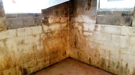 Mold basement. On average, foundation repair costs can range from $2,160 to $7,790. Basement waterproofing, on average, costs homeowners between $3 and $10 per square foot. A crawl space encapsulation ... 