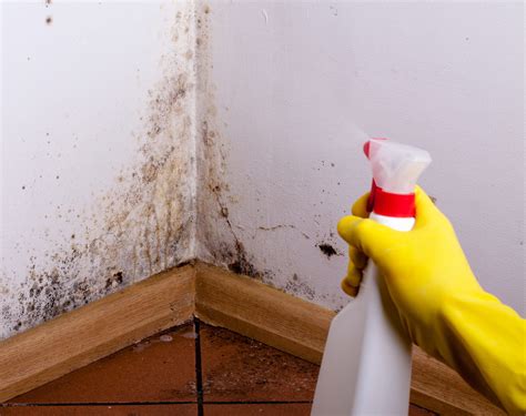 Mold in basement how to remove. Step 3. Scrub the surface of the carpet with a dry, stiff bristle brush to remove the visible mold spores. Brush these into a dustpan and discard it in a trash bag. ( Vacuuming is not recommended ... 