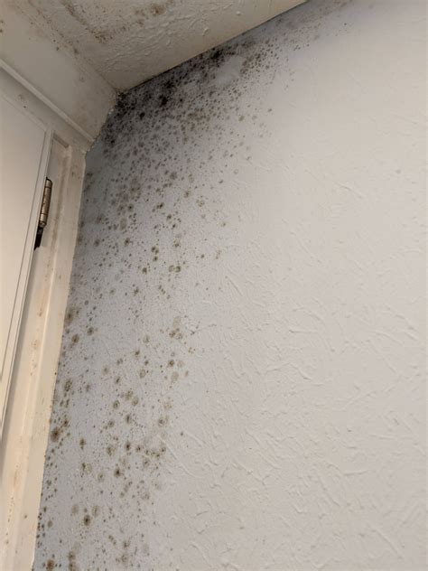 Mold in bathroom wall. Step 1. To prevent mold on bathroom walls: Squeegee. Family Handyman. First, after a bath or a shower, squeegee water off the shower walls. That eliminates at least three … 