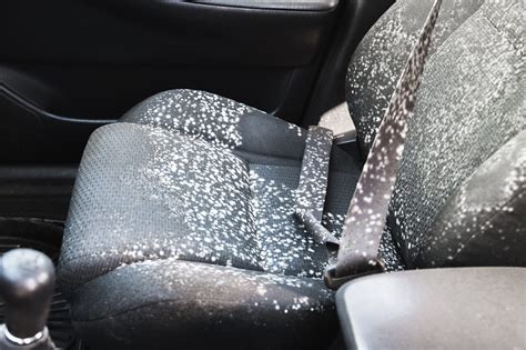 Mold in car. May 23, 2022 by Jure Hodnik. There are multiple reasons why mold can develop in a car, the most common reason is standing water on the carpets or the seats of … 