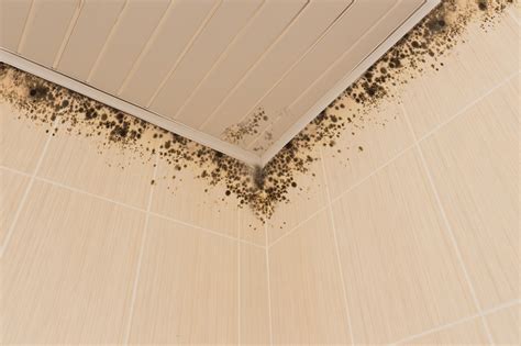 Mold in shower. The best way to remove mold from shower caulking or tile grout is to use a bleach solution. A thorough cleaning requires removing any debris from the caulk, ... 