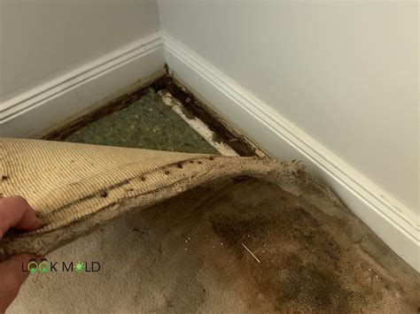 Mold on carpet how to clean. Here's the good news: yes, you can absolutely remove mould from carpet. That said, just as when it comes to how to remove mould from fabric, you will need to … 