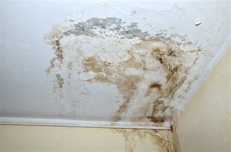 Mold on ceiling. Vinegar will kill mold on basement walls or ceilings or even the floor if it has spread there. Pour distilled white vinegar into a sprayer and saturate moldy areas, like if you need to remove mold from a sheetrock ceiling. Allow the distilled white vinegar to sit on the mold for at least one hour to ensure all spores are … 