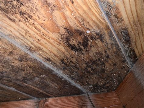 Mold on wood floor. One culprit is mold. While hardwood is less susceptible to mold compared to other types of flooring, like carpet, it's not completely immune. So, there are some signs you can watch for to detect its hidden presence. A musty odor and standing water are some red flags you shouldn't dismiss as features of an aging home. 