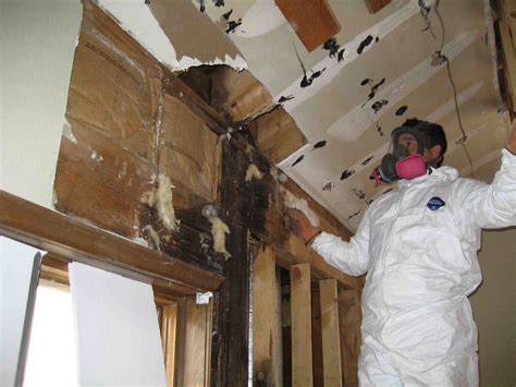 Mold restoration. Depending on the level of mold damage, drywall, subfloors, and other building materials may be removed. Restoration may involve minor repairs, such as replacing drywall, painting, and installing new carpet. It may … 
