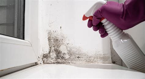 Mold testing and removal near me. Trust Green Home Solutions for comprehensive mold remediation services. Visit our site today to book an appointment for mold testing in Stamford, CT. 