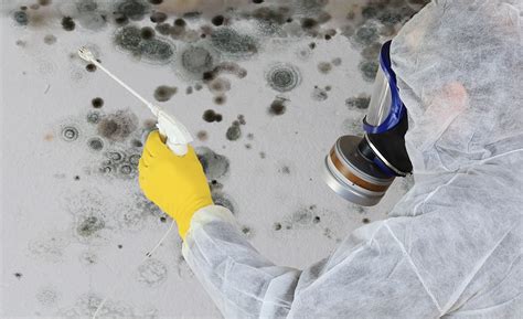 Mold testing companies near me. Bay Cities Mold Inspection is committed to serving Home Owners, Realtors, Buyers and Sellers, Insurance Companies, Remediators, Landlords, Tenants, Property ... 