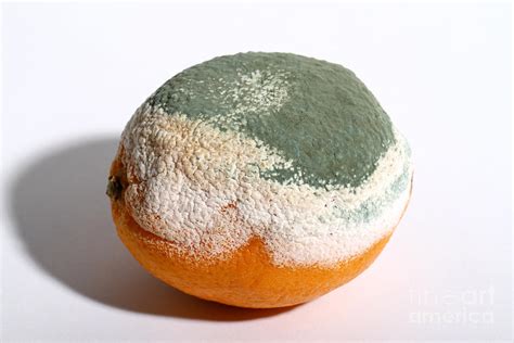 Moldy orange. Use hydrogen peroxide or vinegar solution. Vinegar or hydrogen peroxide solution can help cleaning small mold problem. Mix 1 part of this ingredient and 3 parts of water, and spray it to the mold. Let it soaks for 10-15 minutes, and then scrub. Repeat this step two or three times. 