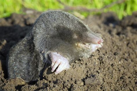 Mole Control for the Yard and Garden BUGSPRAY