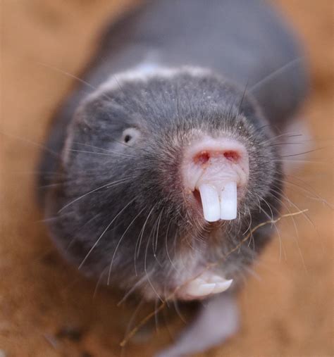 Mole or a rat maybe nyt. African naked mole rats live underground and never come out. They are tiny, toothy, and blind; they look like little pink sausages; and they smell bad. These creatures, the only mammals that are ... 