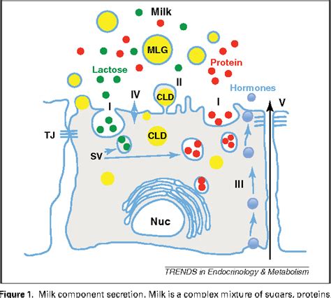 Molecular Determinants of Milk Lipid Secretion SpringerLink