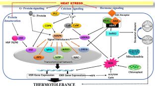 Molecular and epigenetic basis of heat stress responses and