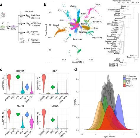 Molecular and functional variation in iPSC-derived …