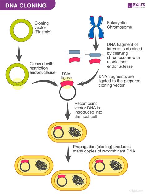 Molecular cloning, functional expression and …