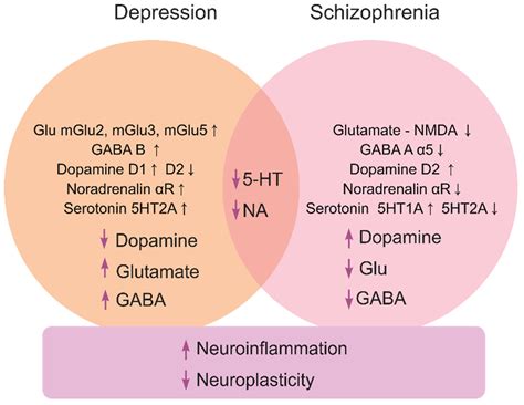 Molecular mechanisms underlying the antidepressant actions of