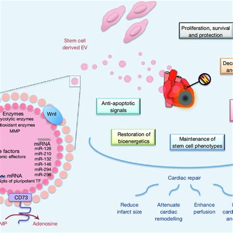 Molecular mechanisms underlying therapeutic potential …