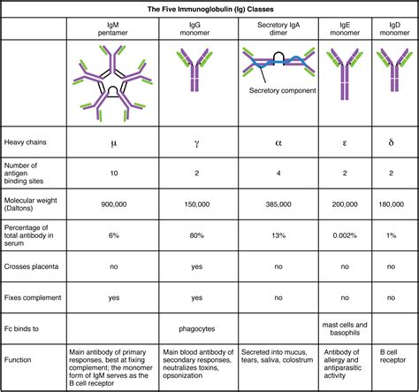 1.33. *polyclonal antibodies do not have a set isoelectric point as they are a mixture of various classes. Average serum concentration of human IgGs (mg/ml): IgG1: 8. IgG2: 4. IgG3: 0.8. IgG4: 0.4. Human immunoglobulins are composed of 82-96% proteins and 4-18% carbohydrates. Mouse immunoglobulin subclasses: IgG1, IgG2a, IgG2b, IgG2c, IgG3.. 