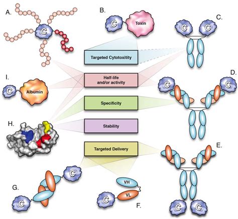 Molecules Free Full-Text Molecular Interactions of Antibody …