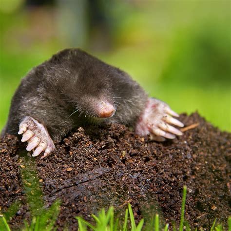 Moles in my yard. 