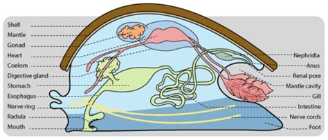 Mollusk Structure and Function - Advanced ( Read )