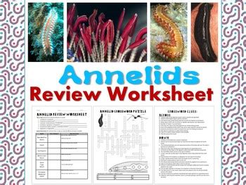 Mollusk and annelids review guide answers. - The practice of ultrasound a step by step guide to abdominal scanning.