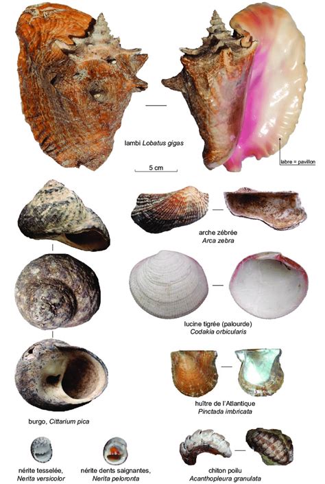 Mollusques testacés marins du canal de suez. - 2004 manuale sigillo scatola di trasferimento acura tsx.