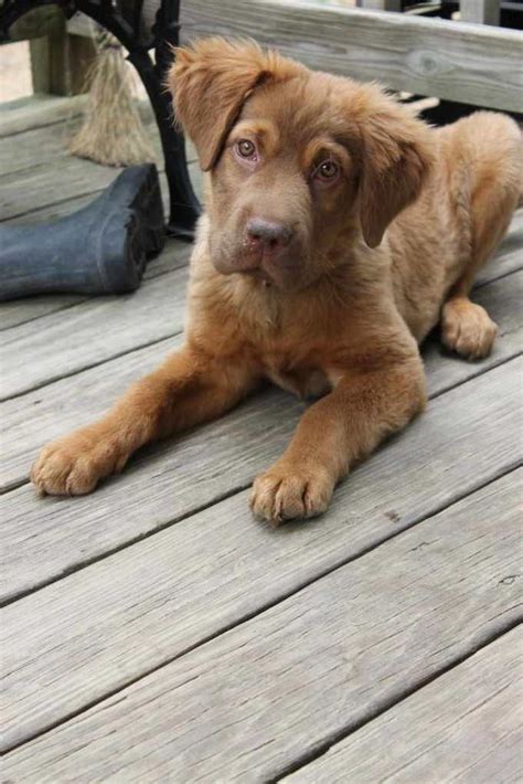 Mom is a chocolate lab and dad is a golden retriever see last picture Very friendly and good with kids