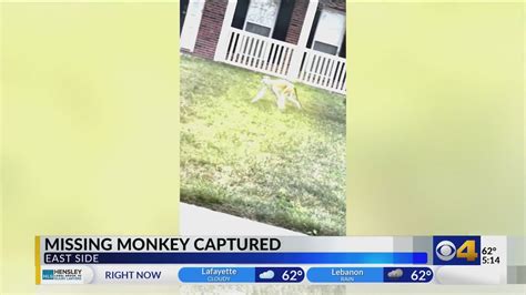 Momo the monkey captured after running rampant overnight in Indianapolis
