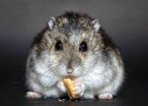 Mon Hamster