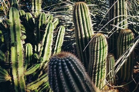 Mon cactus devient marron